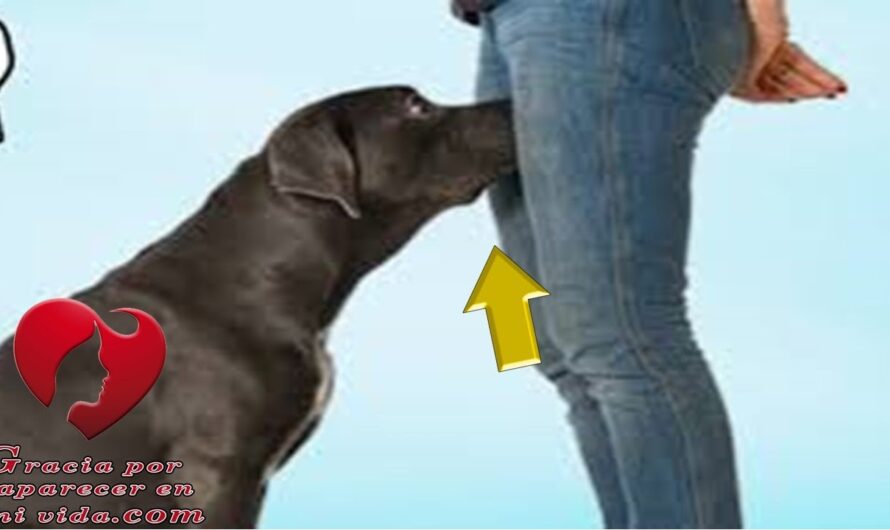 RAZÓN POR LA CUAL LOS PERROS HUELEN TU ZONA ÍNTIMA