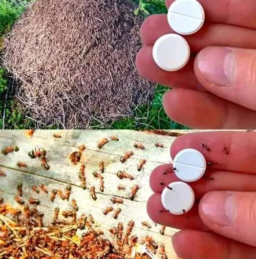 🐜😮👉Como acabar con las HORMIGAS en tu….Ver más