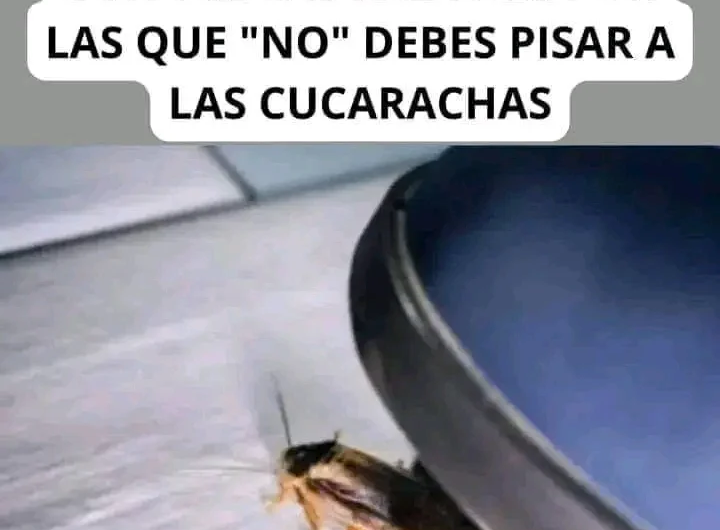 😱Si decide aplastar a una cucaracha, existe la posibilidad… Ver más