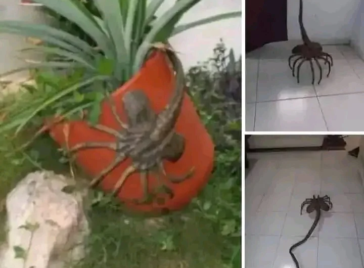 Si ves está araña no la toques, mejor corre por tu vi…Ver Más